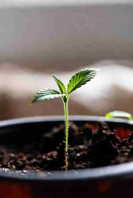 Healthy White Widow cannabis seedling with first true leaves in soil pot