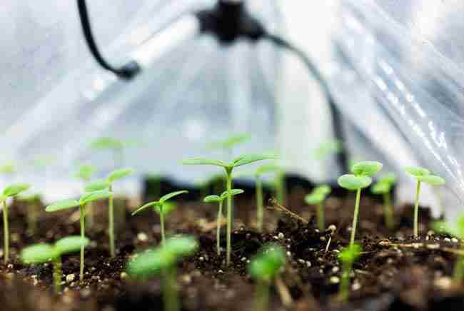 Young healthy cannabis seedlings for beginner growing guide
