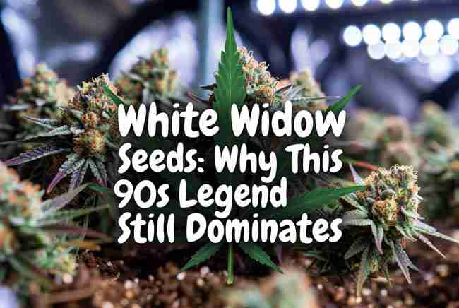 Why This 90s Legend Still Dominates – frosty trichome-covered cannabis buds with article title in cannabis leaf styled text