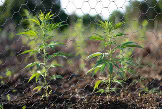 Sturdy chicken wire fence buried in soil surrounding healthy cannabis plants