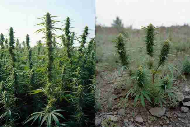 Difference between industrial hemp plants and wild ruderalis plants