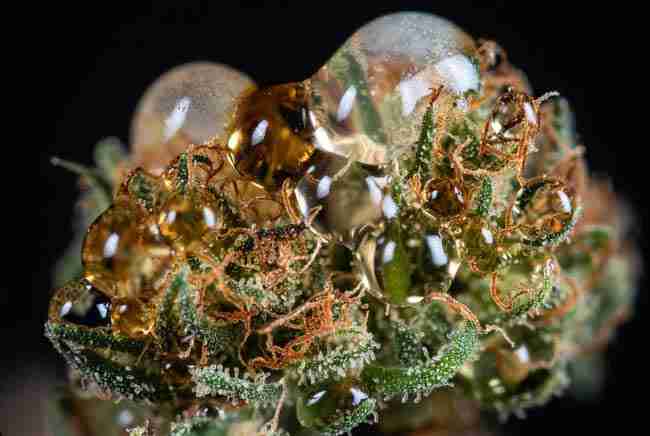 Macro close-up of cannabis trichomes turning cloudy and amber for optimal sleep harvest timing