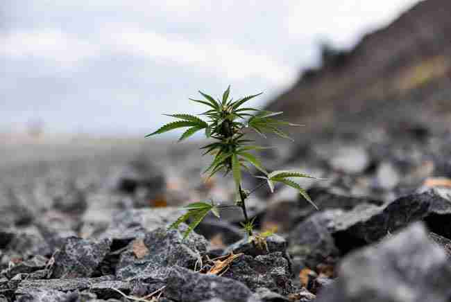 Wild short ruderalis plant surviving in rocky disturbed ground