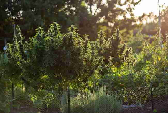 Lush mature outdoor cannabis garden fully protected and thriving without rabbit damage