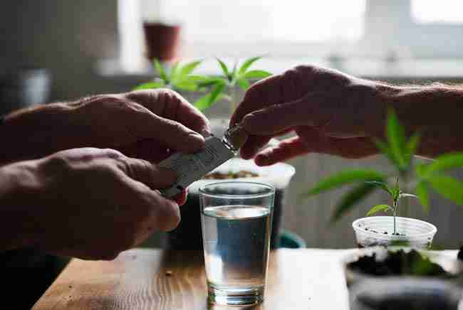 Home grower mixing simple yeast inoculant solution with cannabis seedlings for practical DIY application