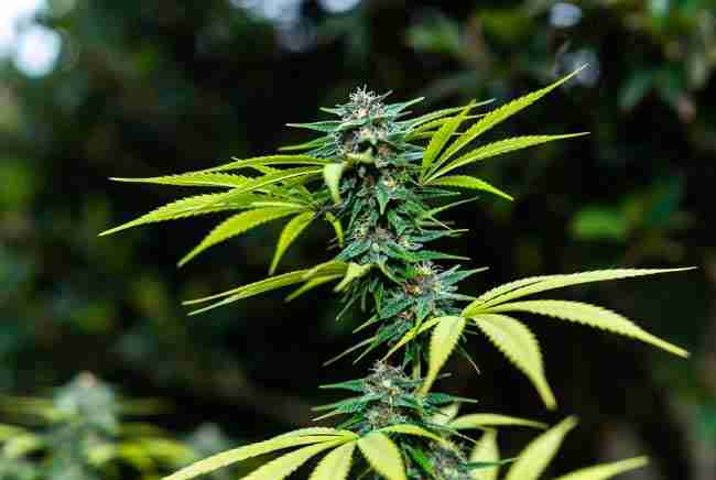 Healthy cannabis plant with dense aromatic buds showing improved quality from microbial yeast support