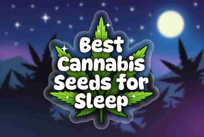 Best Cannabis Seeds for Sleep title written in bubble letters inside a glowing cannabis leaf against a starry night sky with moon