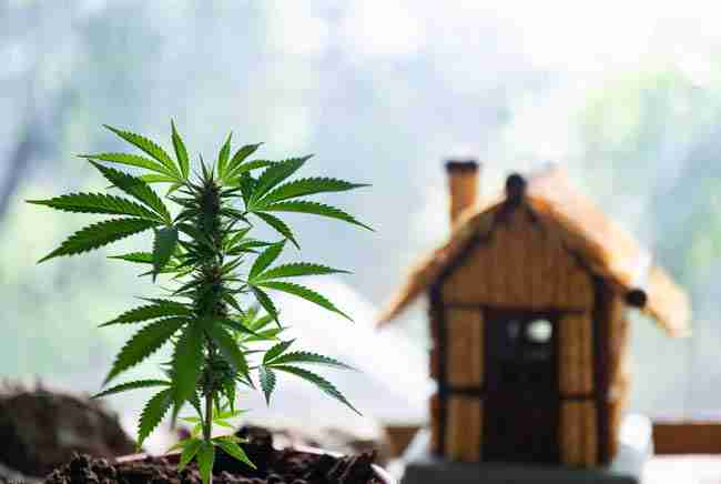 Healthy thriving cannabis plant in a calm home setting representing the balance of pros and cons of growing