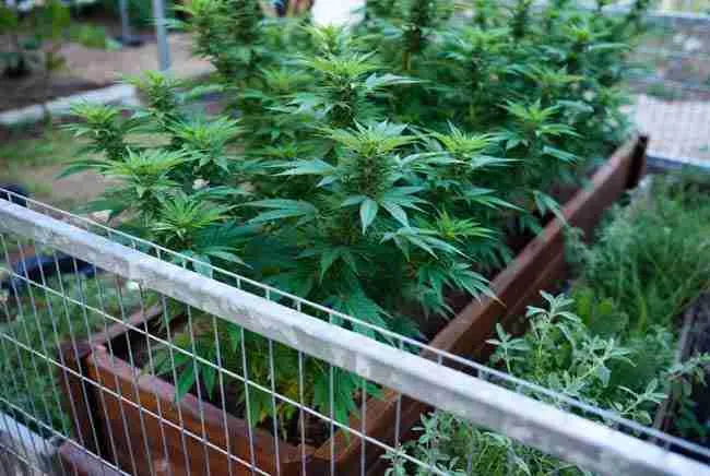 Garden showing fence, raised bed and companion plants protecting cannabis