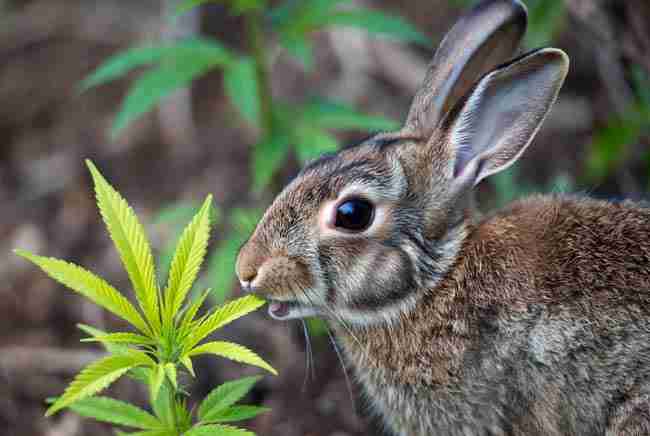 Realistic cottontail rabbit nibbling fresh green cannabis fan leaves in an outdoor garden