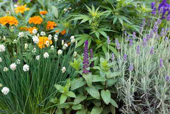 Dense border of garlic, mint, lavender and marigolds surrounding cannabis plants