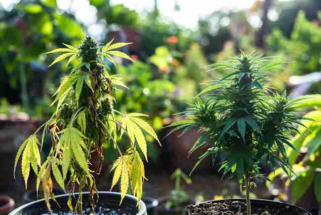 Comparison of a healthy high CBD cannabis plant next to one showing common growing mistakes like yellowing leaves