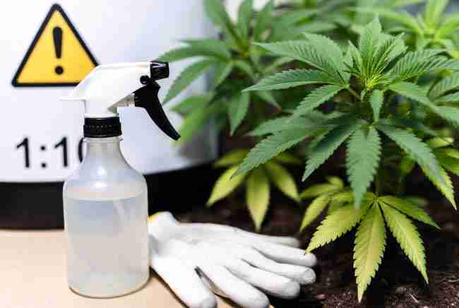Spray bottle and protective gloves beside cannabis plants emphasizing safe yeast foliar application practices