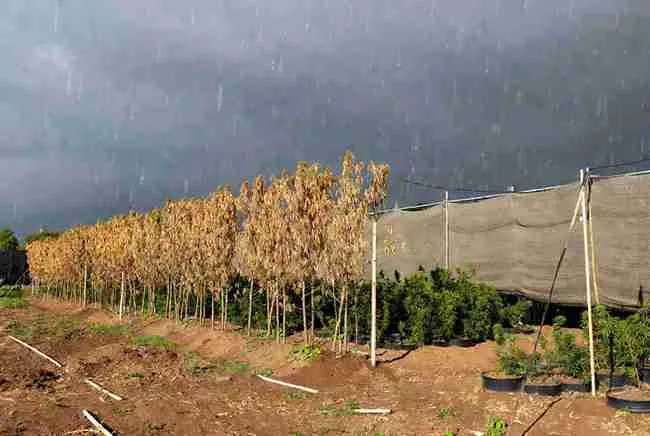 Windbreaks and rain protection for resilient cannabis cultivation in unpredictable weather