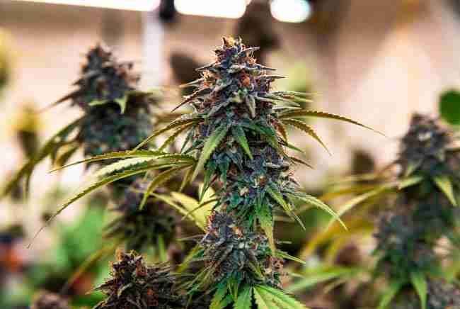Dense dark purple and brown Bubba Kush cannabis buds heavily coated in resin