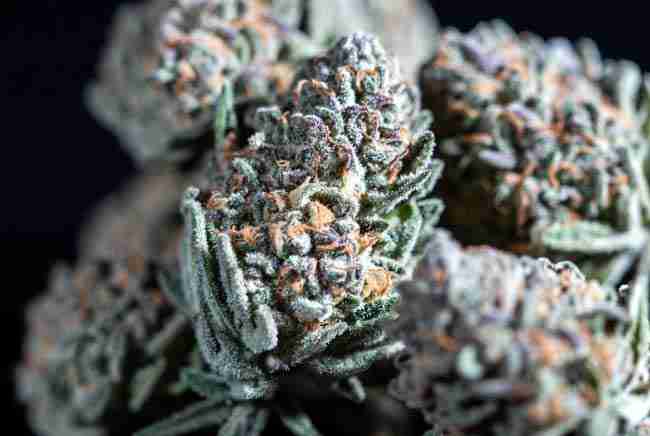 Dense frosty trichome-covered Bruce Banner number 3 cannabis buds