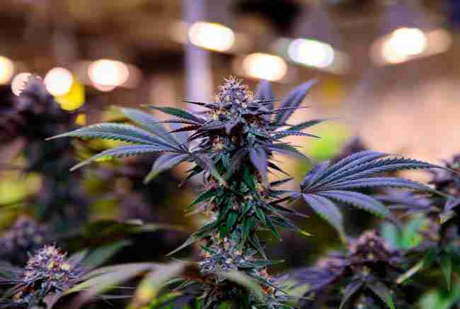 Vibrant purple Granddaddy Purple cannabis plant with dense frosty buds under indoor grow lights