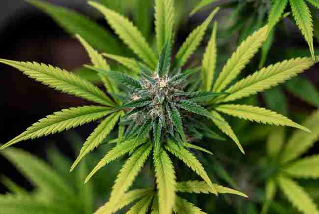 Close-up of Bruce Banner hybrid cannabis plant showing OG Kush and Strawberry Diesel genetics