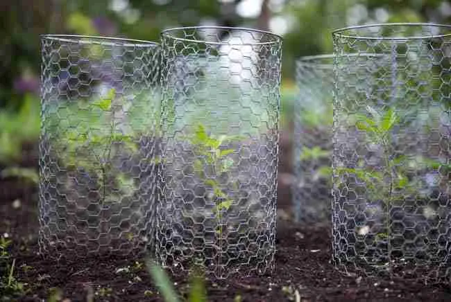 Wire mesh cages protecting young cannabis seedlings in garden soil