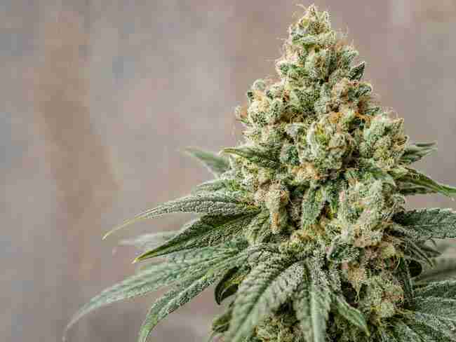 Peaceful evening high-CBD cannabis plants with heavy buds under soft light for sleep support