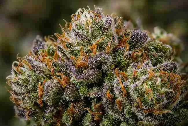Cannabis flavor enhancement yeast dense trichome buds,