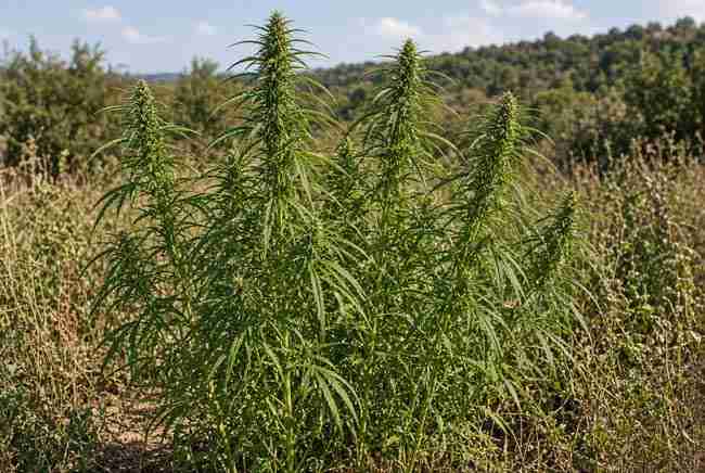 Classic landrace cannabis plants growing outdoors in natural field
