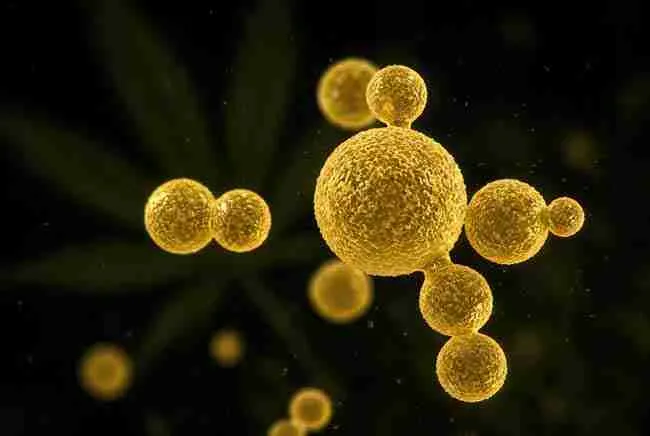 Saccharomyces cerevisiae yeast cells cannabis growing microscopic view,