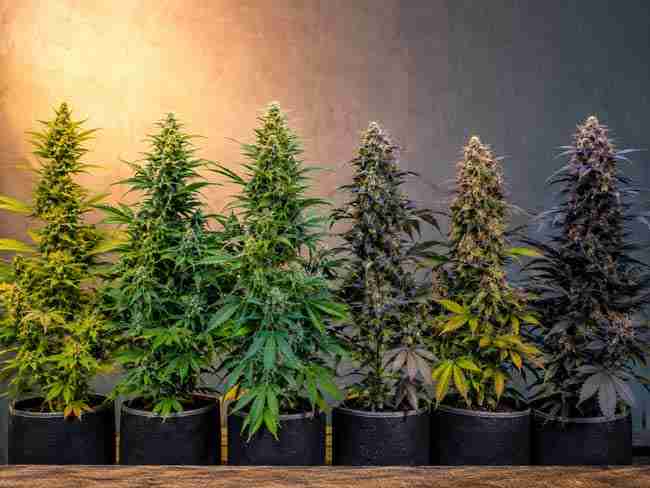 Healthy high-CBD cannabis plants with frosty buds growing indoors under soft LED lights