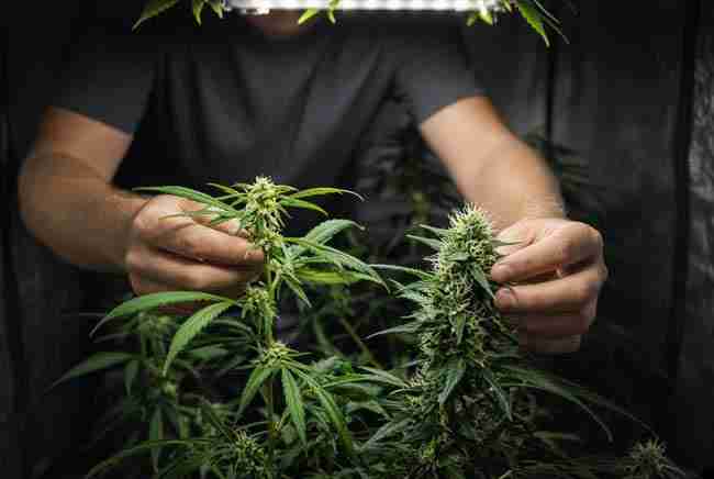 Grower examining male and female cannabis plants side by side