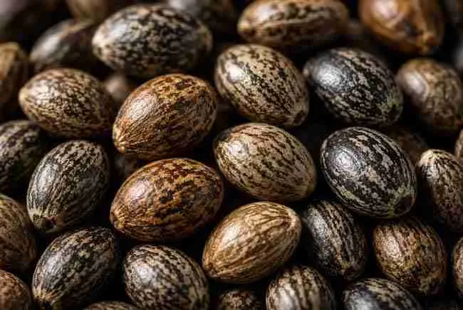 Mottled cannabis seeds with a natural waxy sheen under warm light