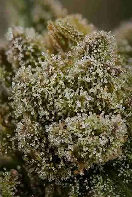 Side-by-side comparison of bushy indica and tall sativa cannabis plants
