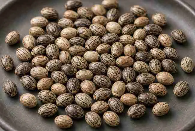Five plump teardrop cannabis seeds lined up on dark wood