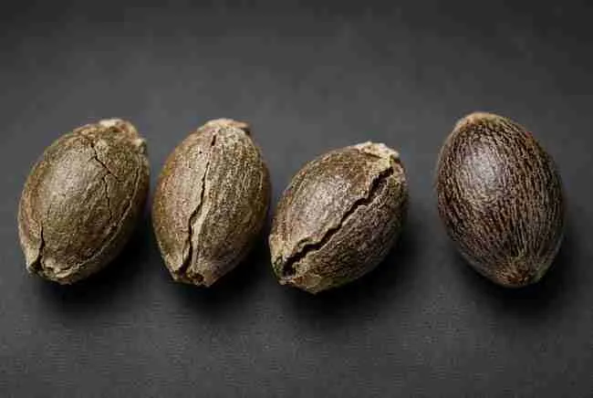 Cracked and split cannabis seeds beside one intact seed