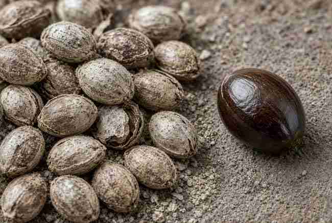 Dusty faded seeds next to one glossy healthy seed