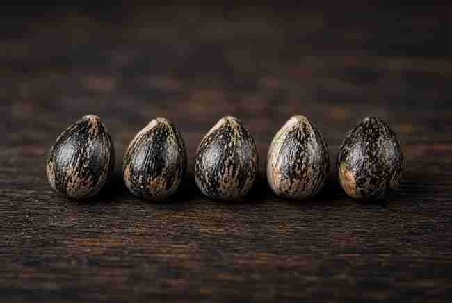 Five plump teardrop cannabis seeds lined up on dark wood