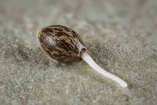 Cannabis seed with a white taproot on a damp paper towel