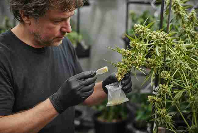 Cannabis breeder collecting pollen from a male plant