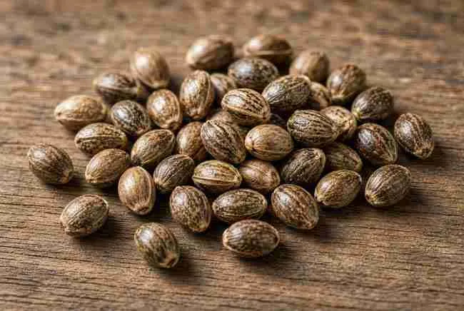 Ripe medium brown cannabis seeds that are not almost black