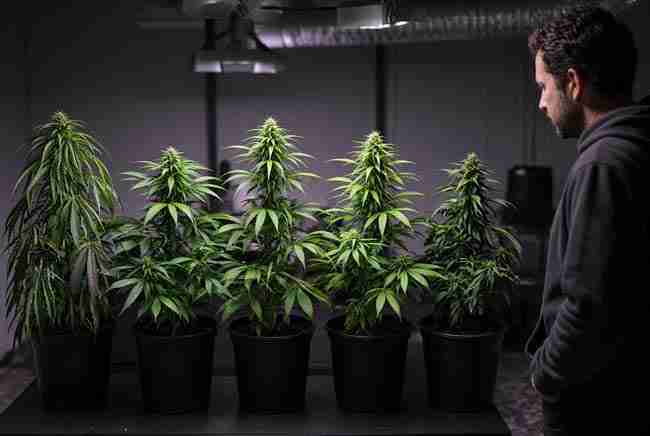 Grower reviewing different phenotypes from the same regular seed pack