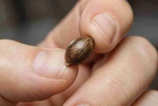 Fingers gently pinching a firm brown cannabis seed