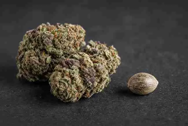 Frosty cannabis buds beside a single seed