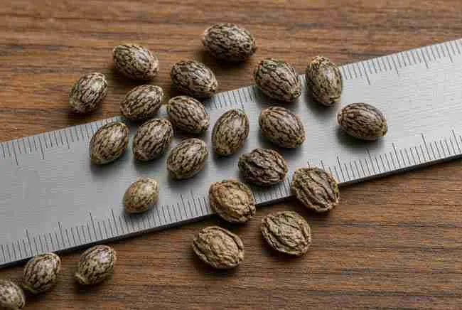 Plump teardrop cannabis seeds compared with shriveled flat seeds