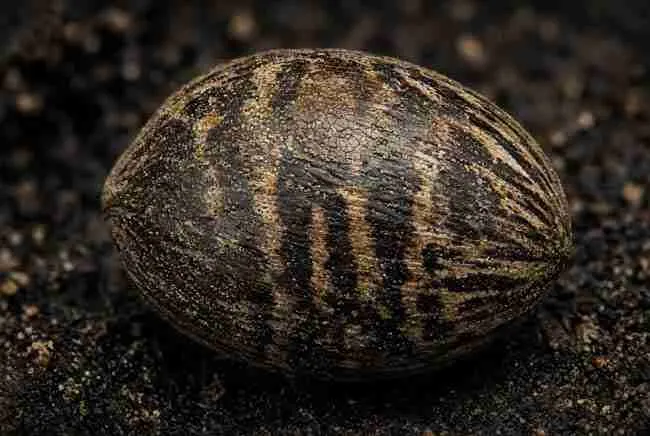 Macro of a mature tiger stripe cannabis seed on soil