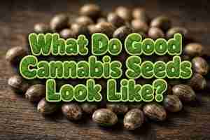 What Do Good Cannabis Seeds Look Like written over mature brown seeds