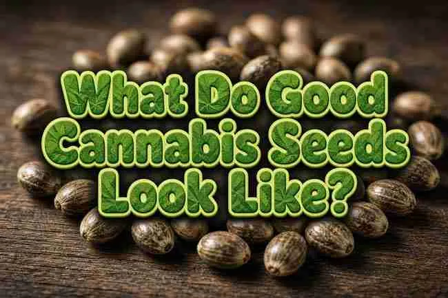 What Do Good Cannabis Seeds Look Like written over mature brown seeds