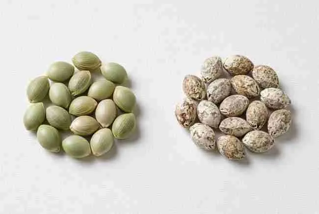 Pale green immature seeds beside chalky faded old seeds