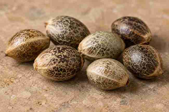Close-up of cannabis seeds with varied brown shell patterns on a warm stone surface.