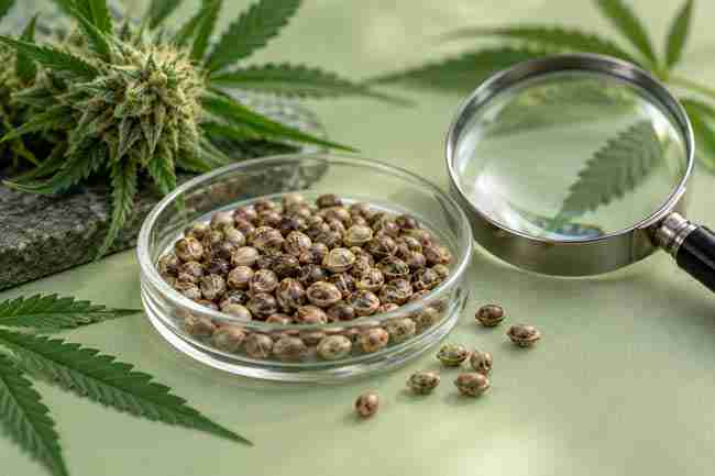 Cannabis seeds in a glass dish beside a magnifying glass and green foliage.