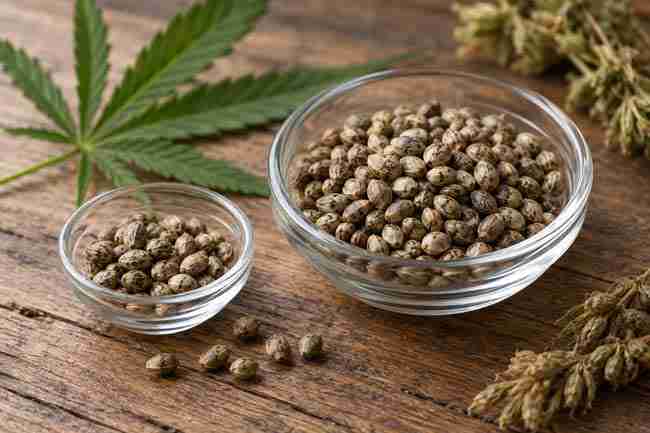 Two different-sized glass dishes holding cannabis seeds on a wooden surface.