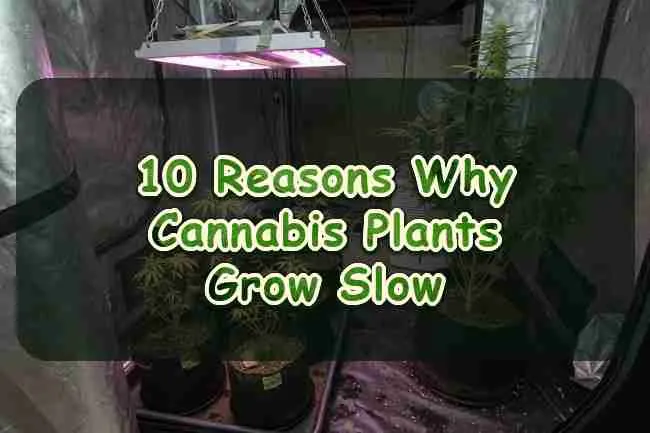 10 Reasons Why Cannabis Plants Grow Slow